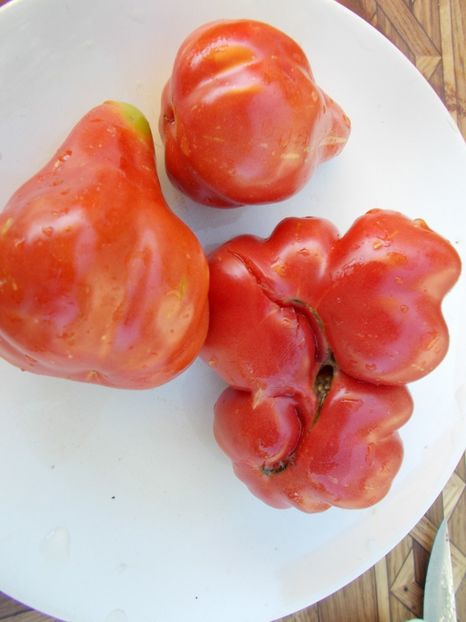  - SEMINTE ROSII - T 334 - TLACOLULA RIBBED