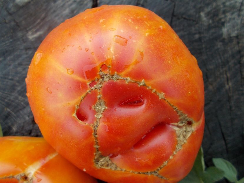  - SEMINTE ROSII - T 409 HESS