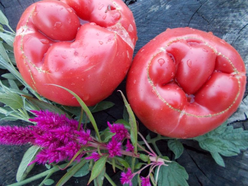  - SEMINTE ROSII - T 404 BIG TREES BOTTOM