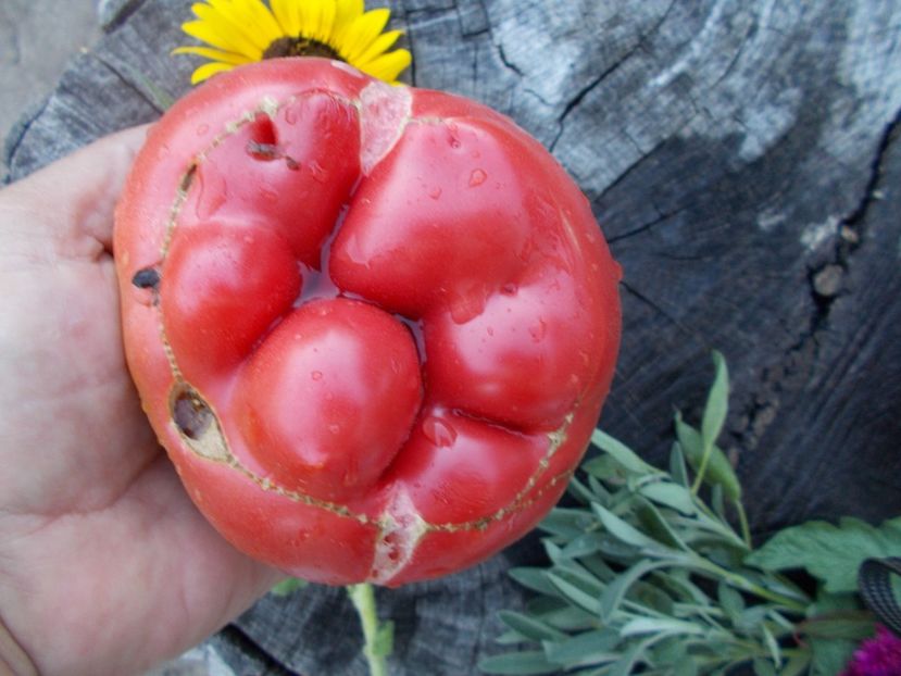  - SEMINTE ROSII - T 404 BIG TREES BOTTOM