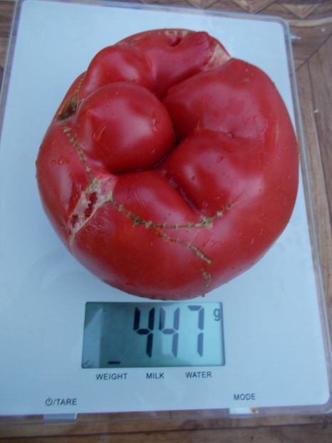  - SEMINTE ROSII - T 404 BIG TREES BOTTOM