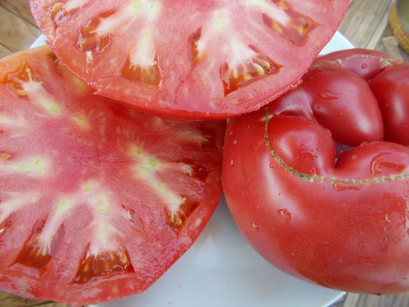  - SEMINTE ROSII - T 404 BIG TREES BOTTOM