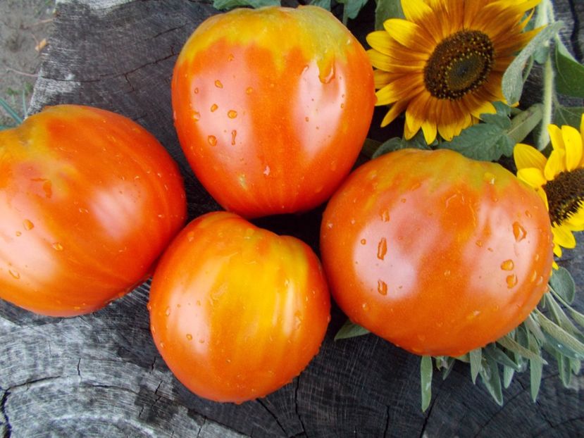  - SEMINTE ROSII - T 317 PROVENZANO