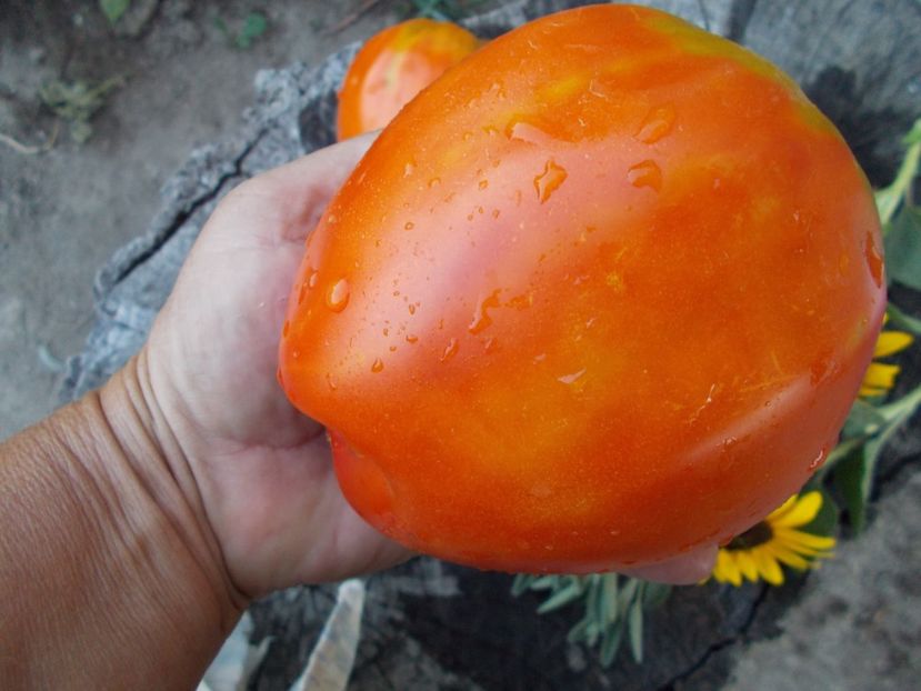  - SEMINTE ROSII - T 317 PROVENZANO