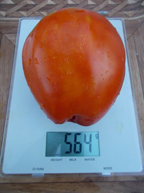  - SEMINTE ROSII - T 317 PROVENZANO