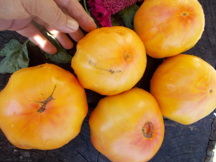  - SEMINTE ROSII - T 311 BURAKER S FAVORITE