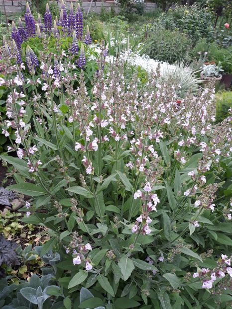  - Flori de grădină-2019