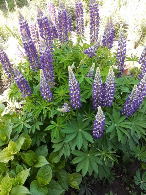  - Flori de grădină-2019