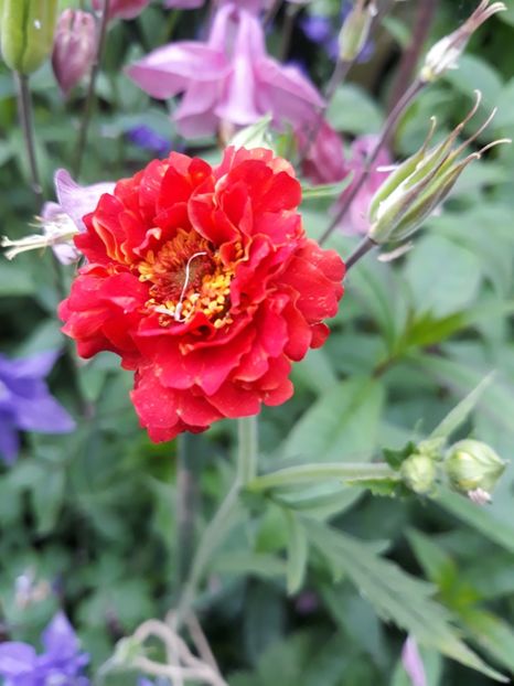  - Flori de grădină-2019