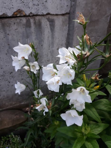  - Flori de grădină-2019