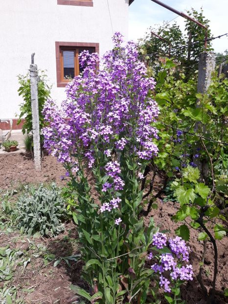  - Flori de grădină-2019