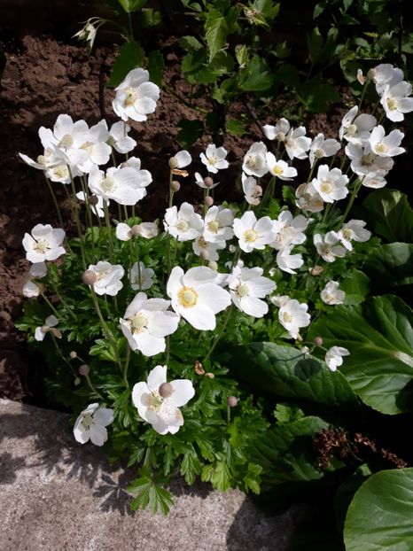  - Flori de grădină-2019