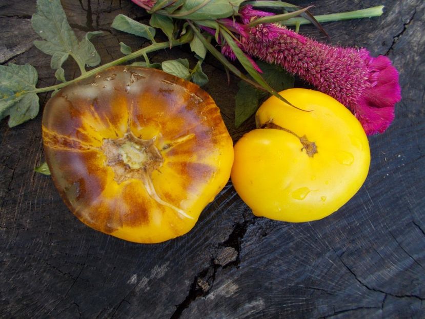  - SEMINTE ROSII - GREAT YELLOW BLUE