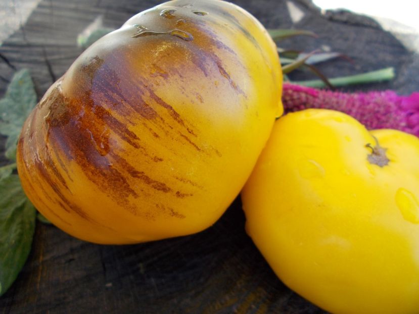  - SEMINTE ROSII - GREAT YELLOW BLUE