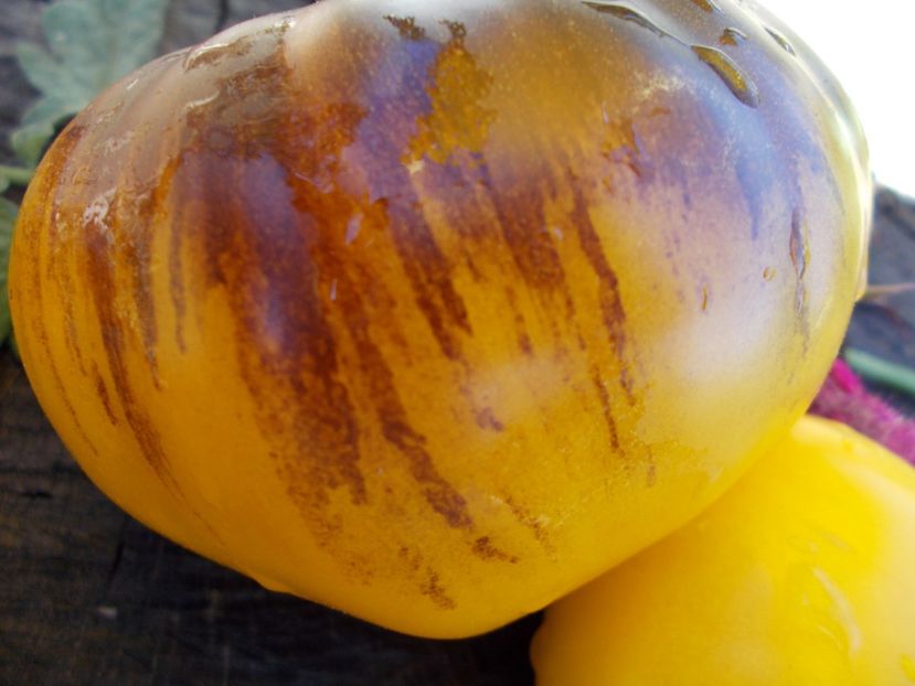  - SEMINTE ROSII - GREAT YELLOW BLUE