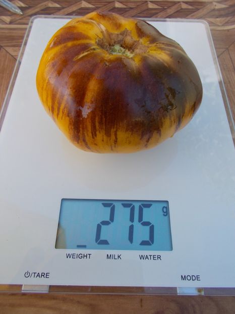  - SEMINTE ROSII - GREAT YELLOW BLUE