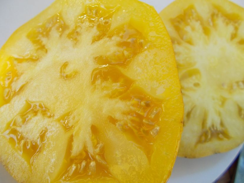  - SEMINTE ROSII - GREAT YELLOW BLUE