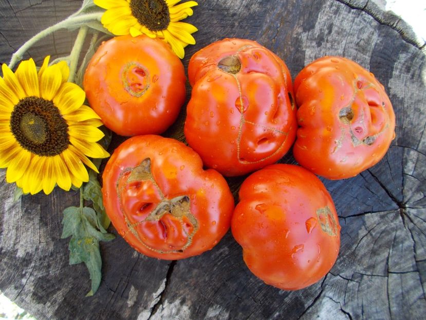  - SEMINTE ROSII - T 397 MINUSINSKIJ LEW