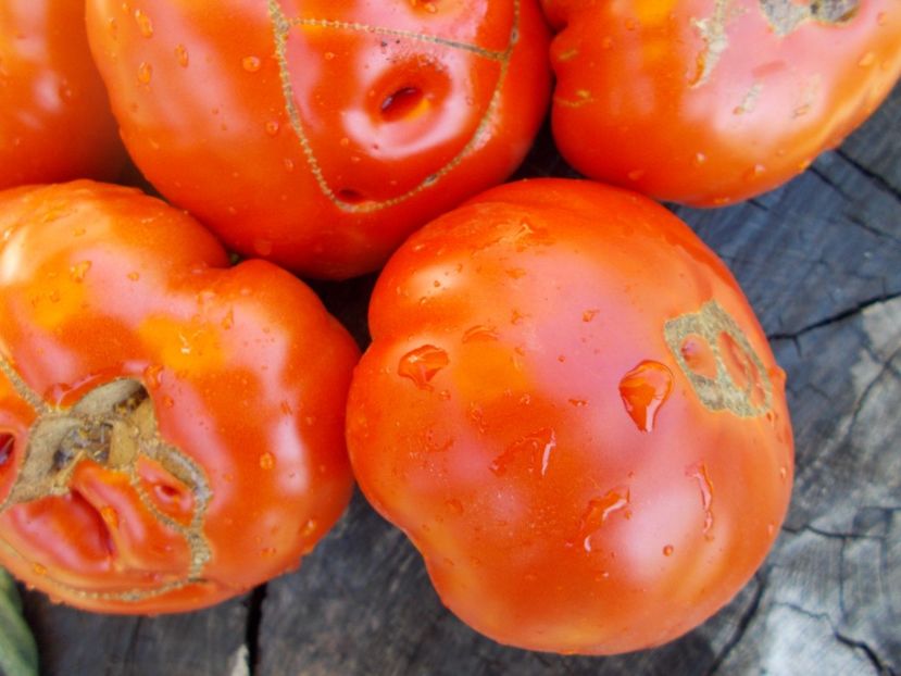  - SEMINTE ROSII - T 397 MINUSINSKIJ LEW