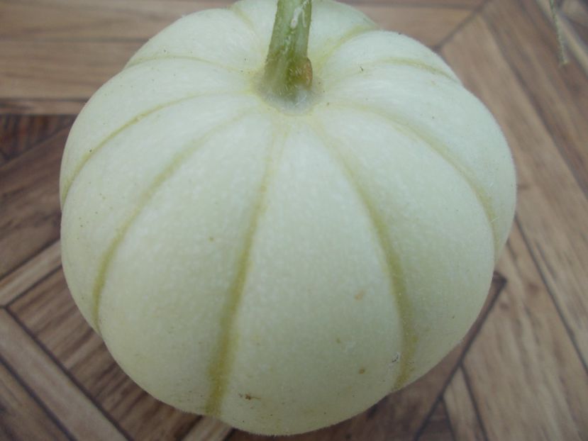  - SEMINTE PEPENE GALBEN - D 120 KIKU CHRYSANTHEMUM