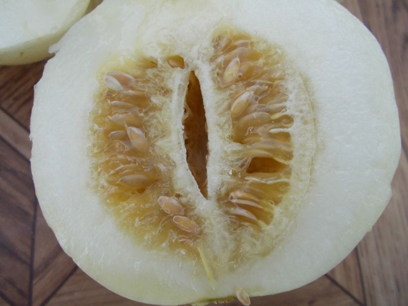  - SEMINTE PEPENE GALBEN - D 120 KIKU CHRYSANTHEMUM