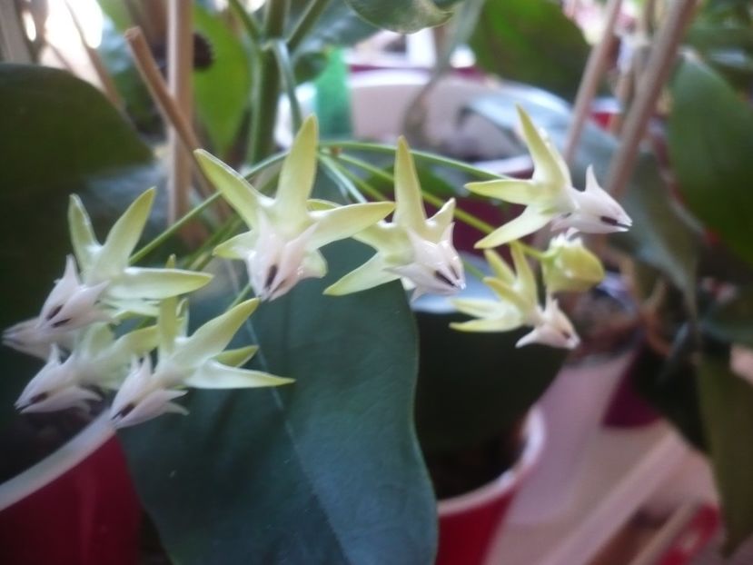 P1420588 - HOYA 2019