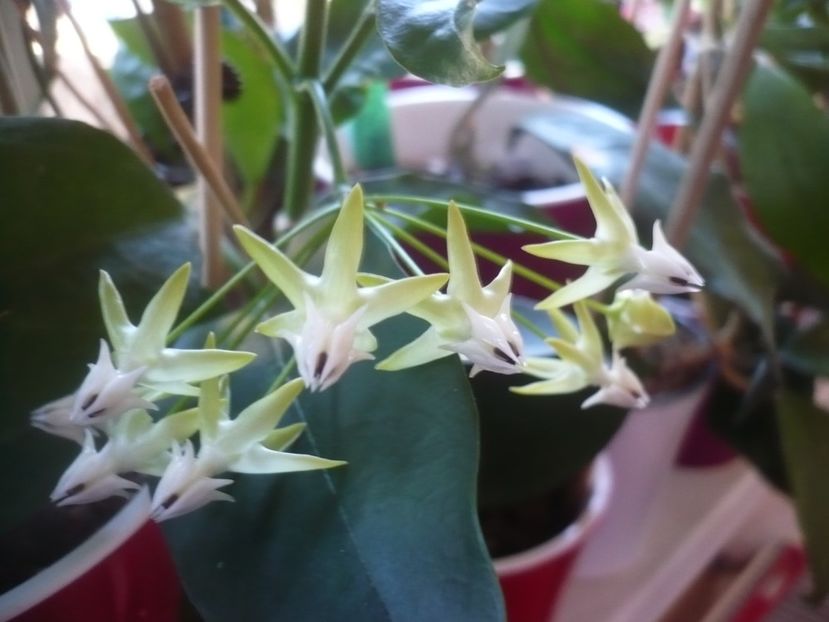 P1420589 - HOYA 2019