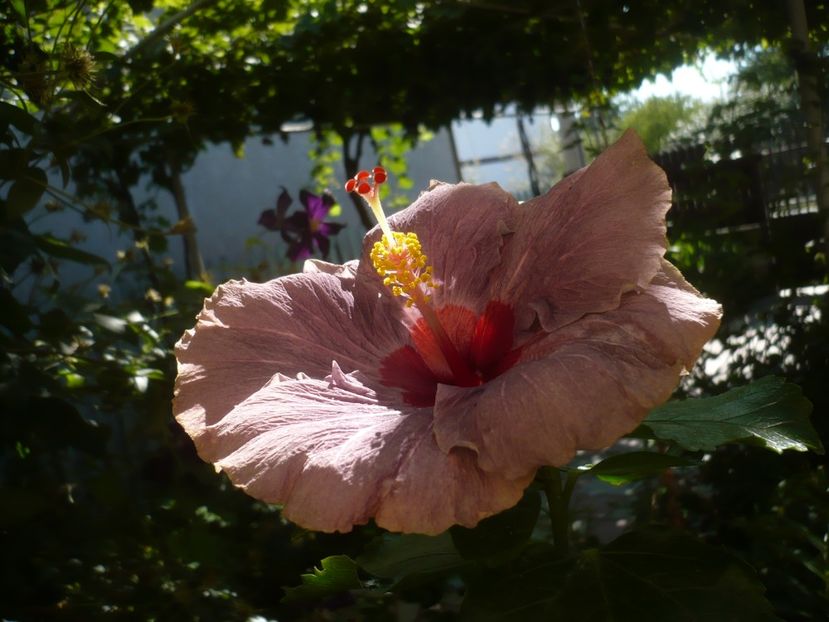 20.08.2019 - HIBISCUSI 2019-2