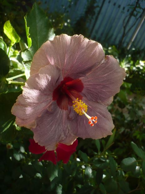 P1420595 - HIBISCUSI 2019-2