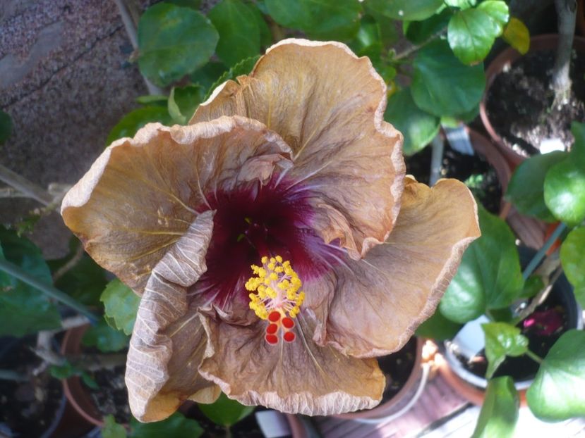 P1420597 - HIBISCUSI 2019-2