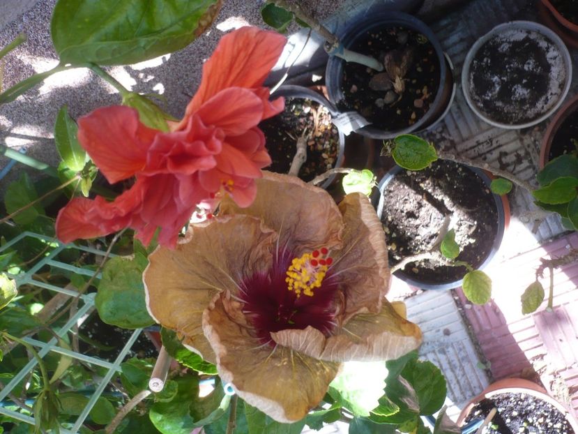 P1420598 - HIBISCUSI 2019-2