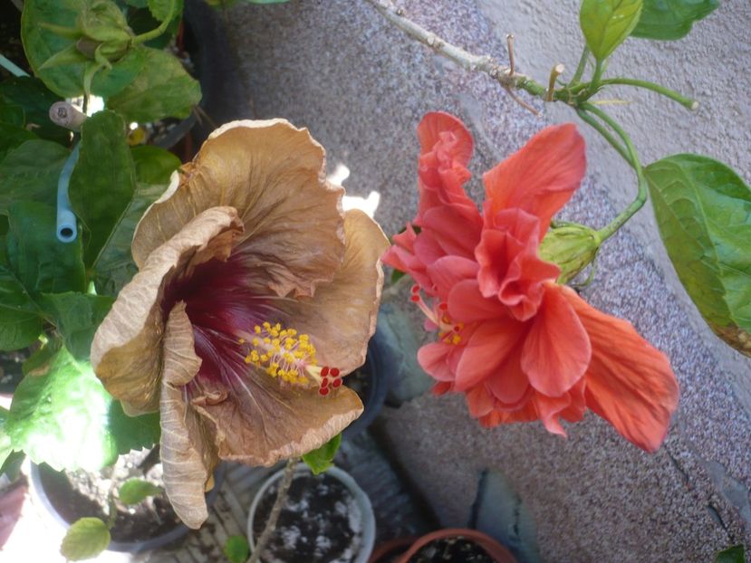 P1420599 - HIBISCUSI 2019-2