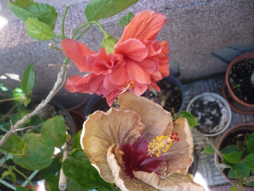 P1420600 - HIBISCUSI 2019-2