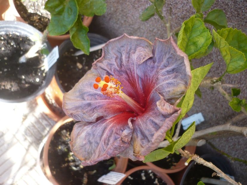 P1420601 - HIBISCUSI 2019-2