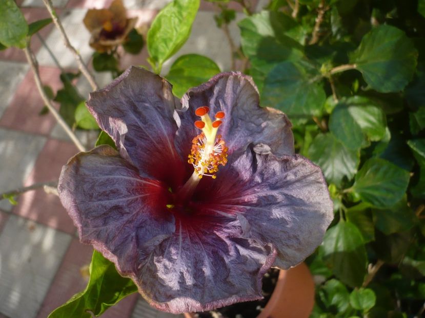 P1420602 - HIBISCUSI 2019-2