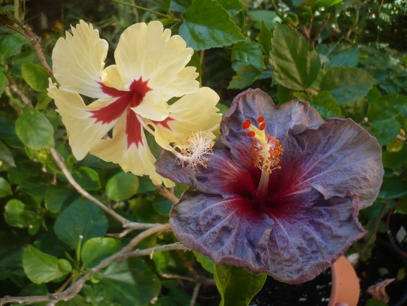 P1420603 - HIBISCUSI 2019-2