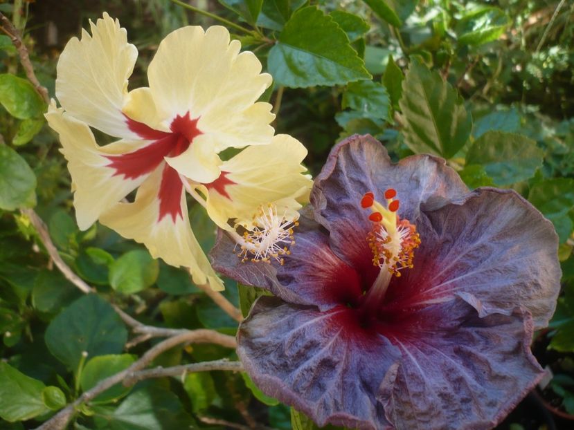 P1420604 - HIBISCUSI 2019-2