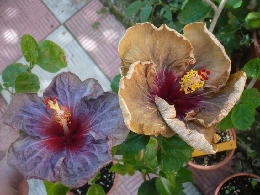 P1420605 - HIBISCUSI 2019-2