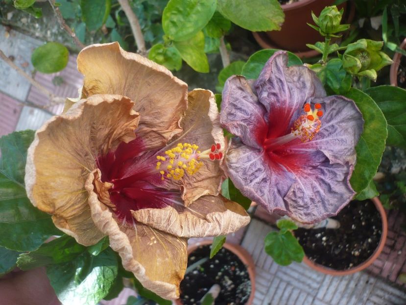 P1420606 - HIBISCUSI 2019-2