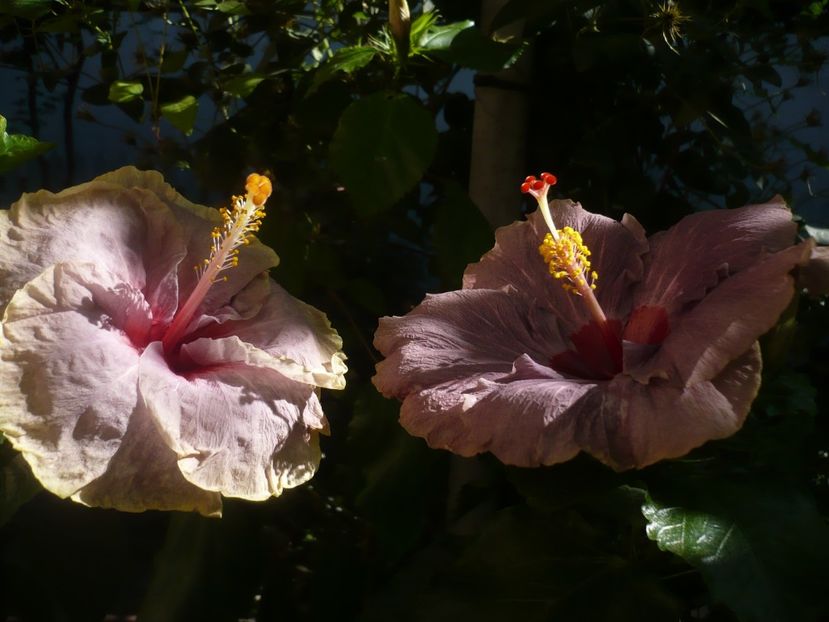 P1420608 - HIBISCUSI 2019-2