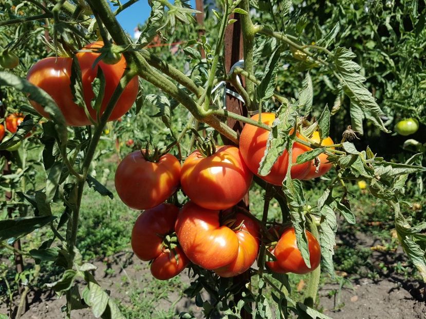 De prin gradina - 05 Gradinuta de legume 2019