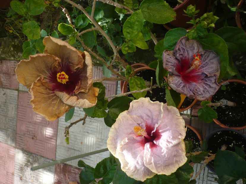 P1420609 - HIBISCUSI 2019-2