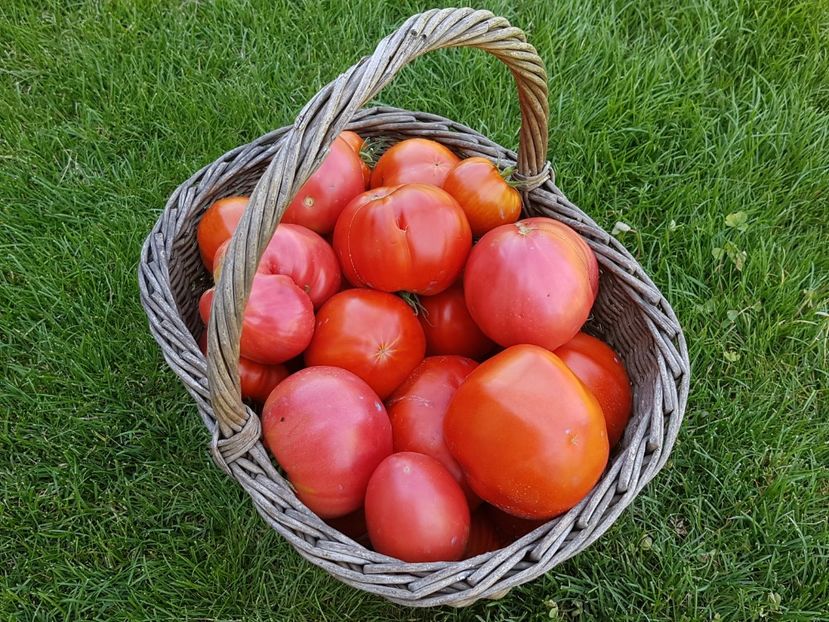 De prin gradina - 05 Gradinuta de legume 2019