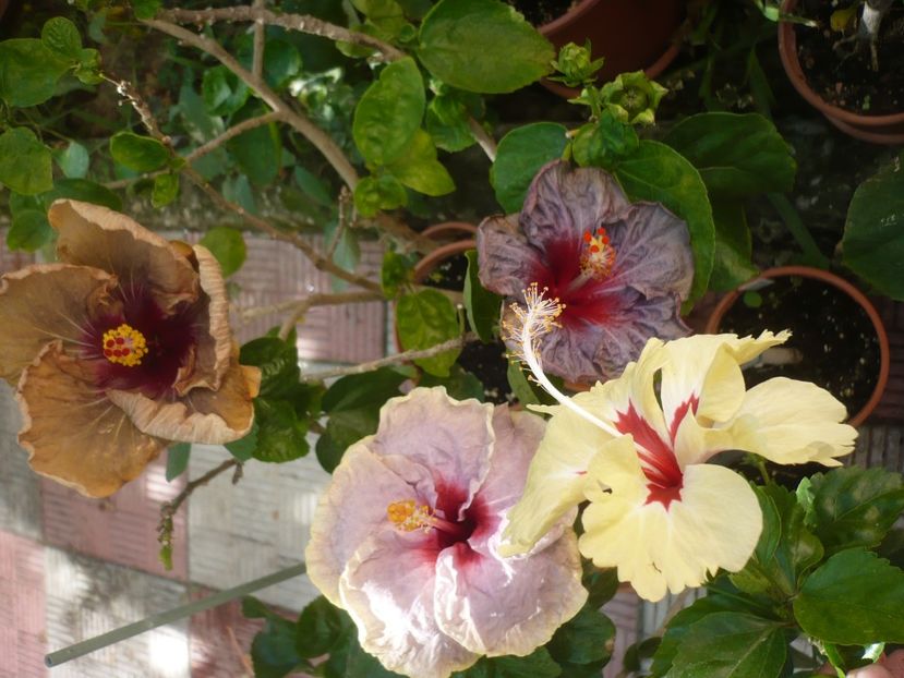 P1420610 - HIBISCUSI 2019-2