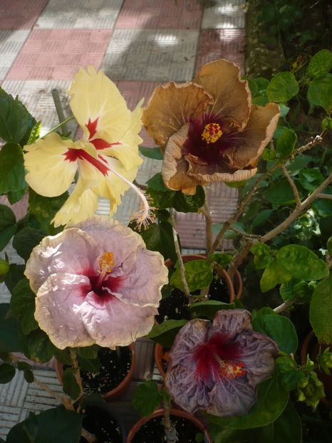 P1420611 - HIBISCUSI 2019-2