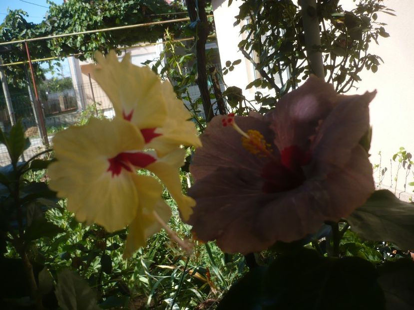 P1420612 - HIBISCUSI 2019-2