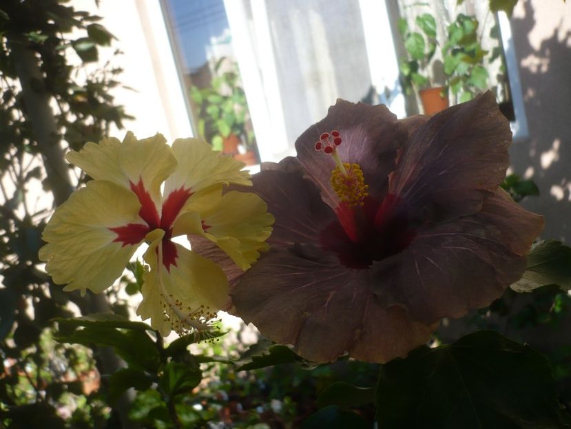 P1420613 - HIBISCUSI 2019-2