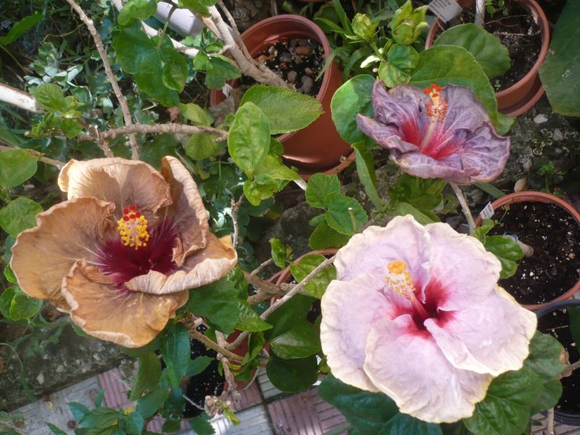 P1420614 - HIBISCUSI 2019-2