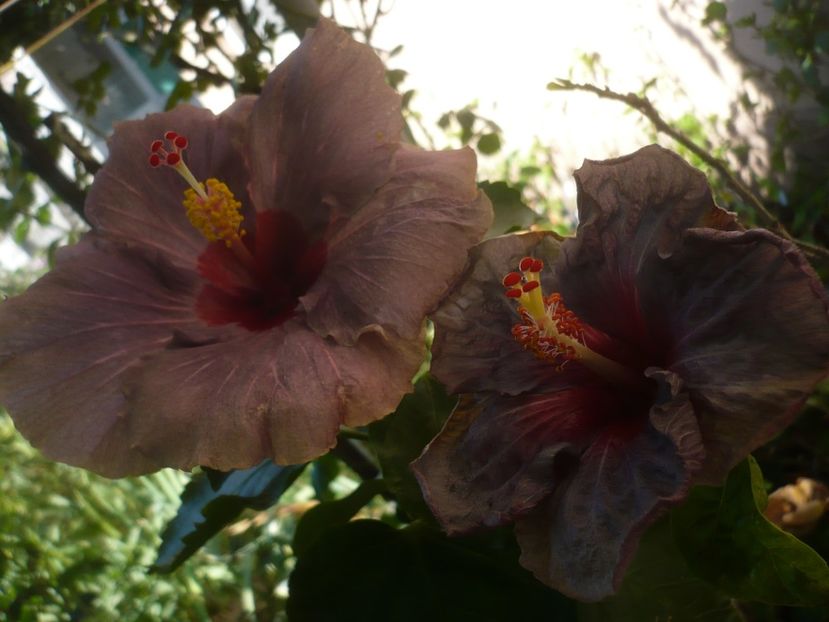 P1420616 - HIBISCUSI 2019-2