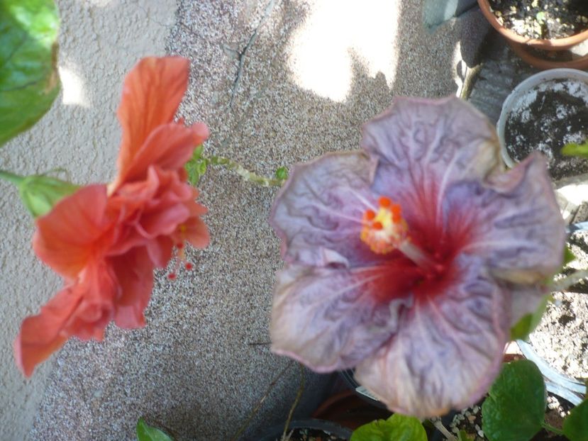 P1420617 - HIBISCUSI 2019-2